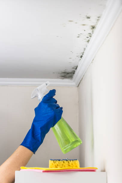 Best Attic Mold Removal  in Duluth, MN